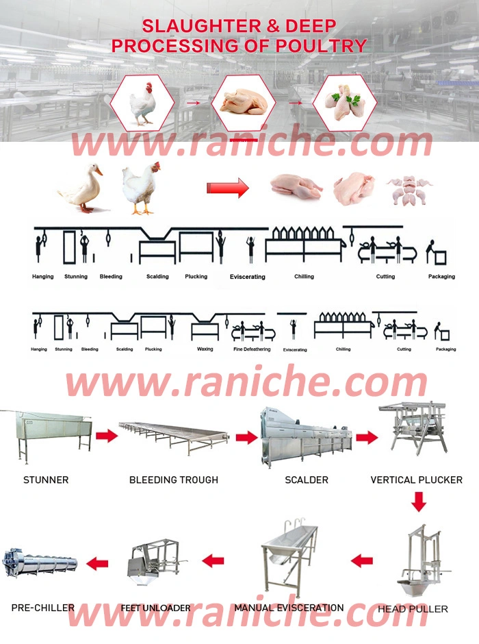 Semi-Automatic Evisceration System for Chicken Poultry Processing Line Stainless Steel 304 Material Quality Plucker